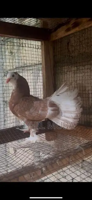Fantail Pigeon