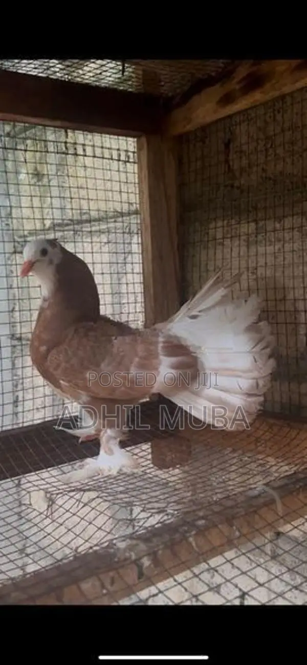 Fantail Pigeon