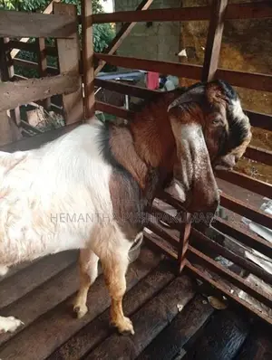 ජමුනාපාලි වස්සා