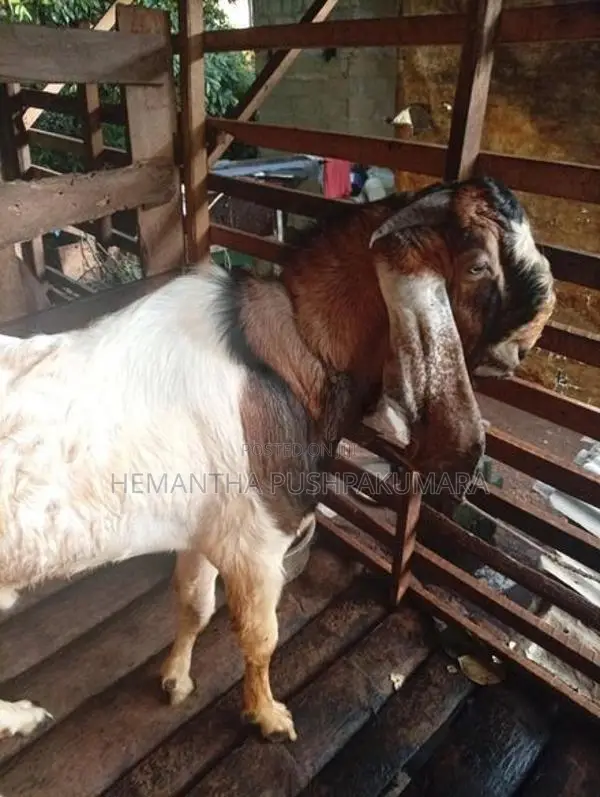 ජමුනාපාලි වස්සා
