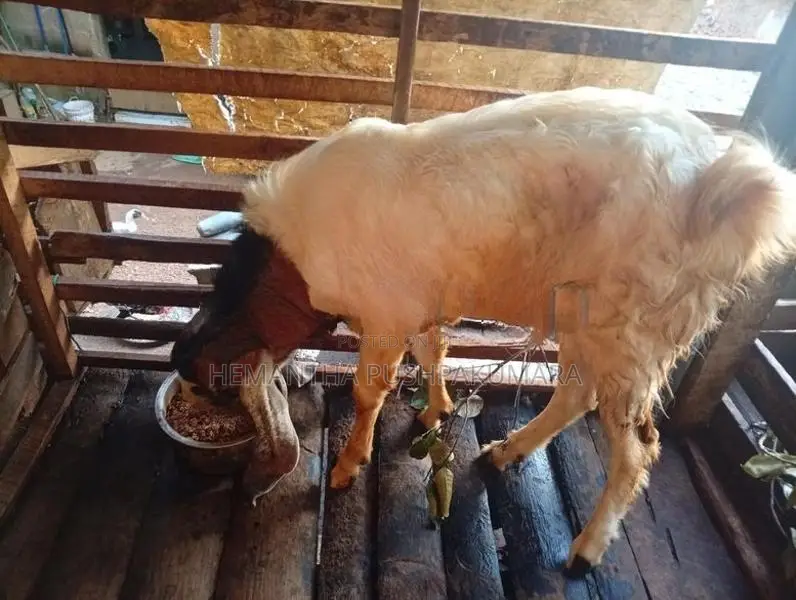 ජමුනාපාලි වස්සා