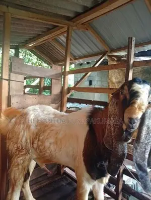 ජමුනාපාලි වස්සා
