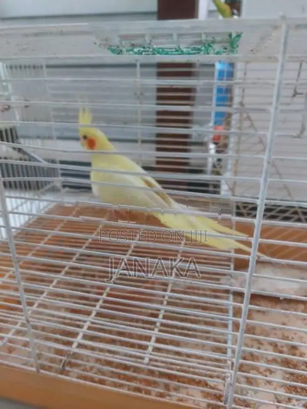 Cockatiels