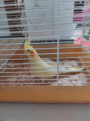 Cockatiels