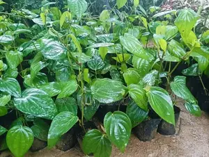 බුලත් පැල