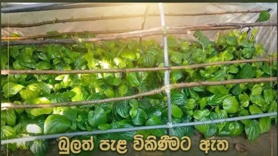 බුලත් පැල