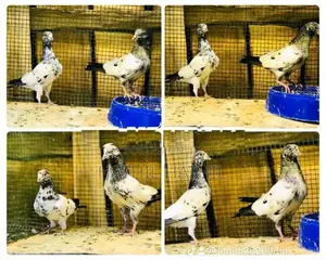 Pigeon