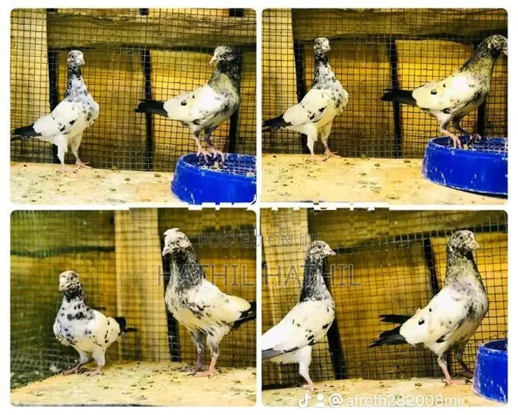 Pigeon