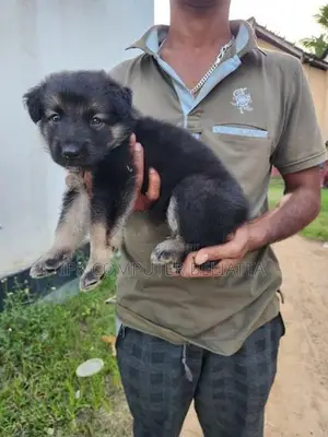 German Shepherd බලු පැටවුන්