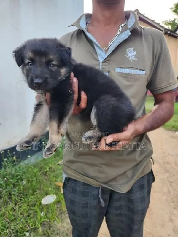 German Shepherd බලු පැටවුන්