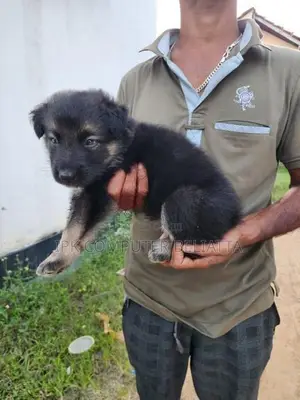 German Shepherd බලු පැටවුන්