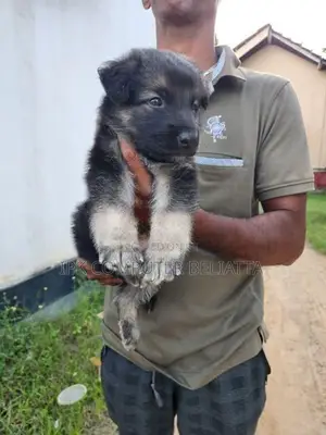 German Shepherd බලු පැටවුන්