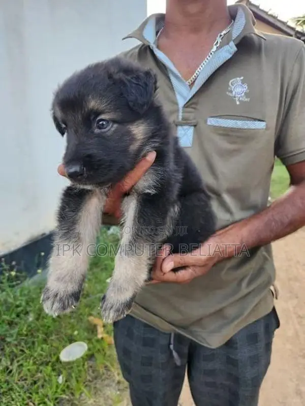 German Shepherd බලු පැටවුන්