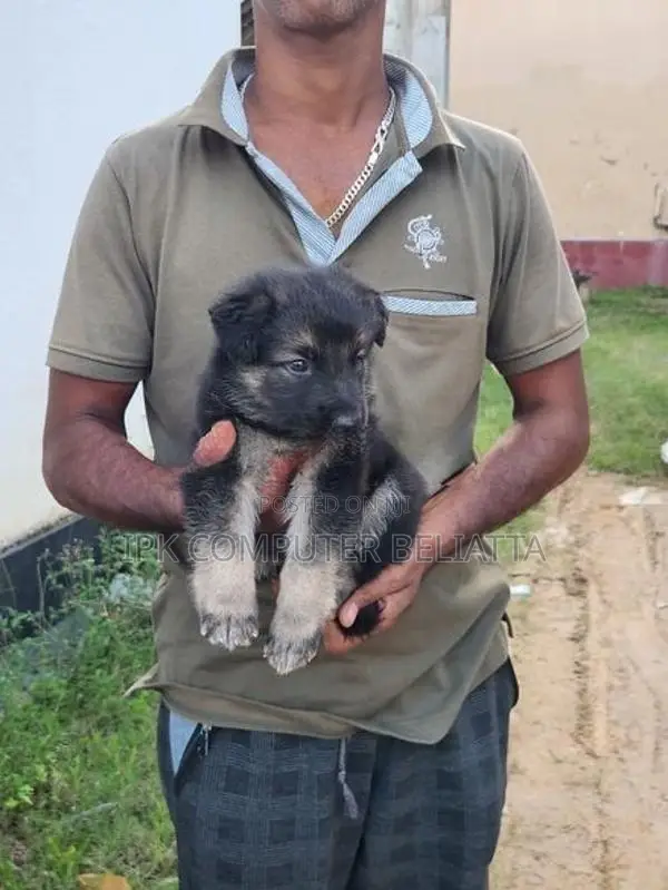 German Shepherd බලු පැටවුන්