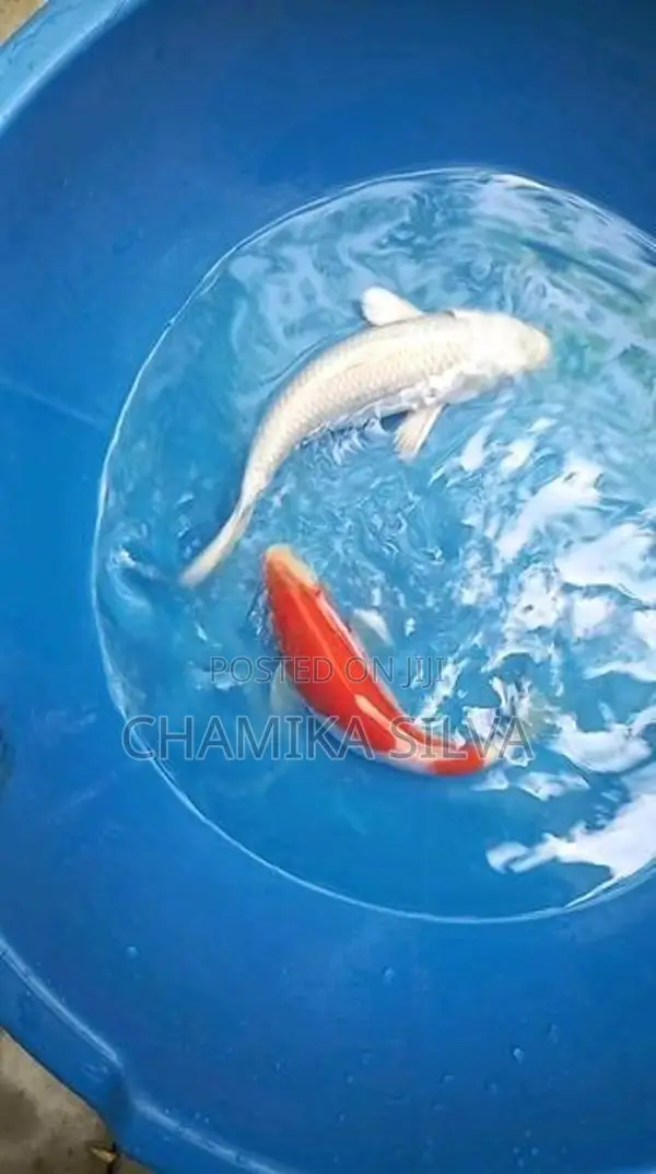 Koi Fish