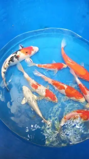 Koi Fish