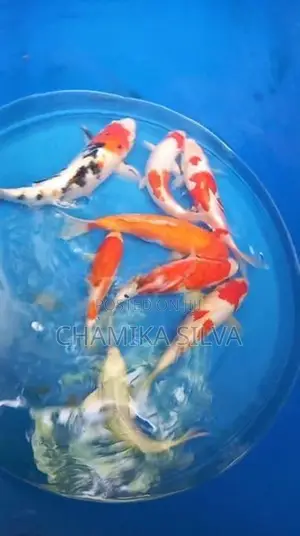 Koi Fish