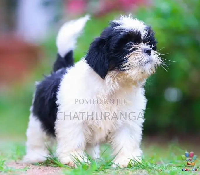 Shih Tzu Female Puppy