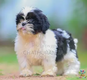 Shih Tzu Female Puppy
