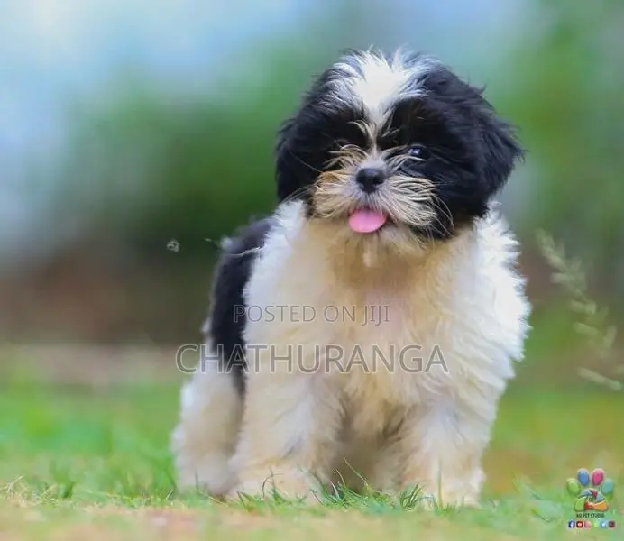 Shih Tzu Female Puppy