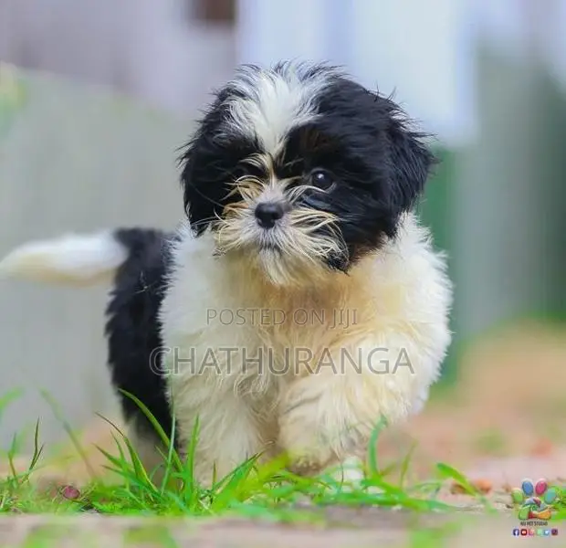 Shih Tzu Female Puppy