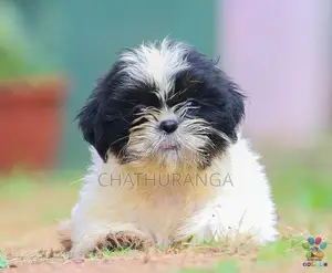 Shih Tzu Female Puppy