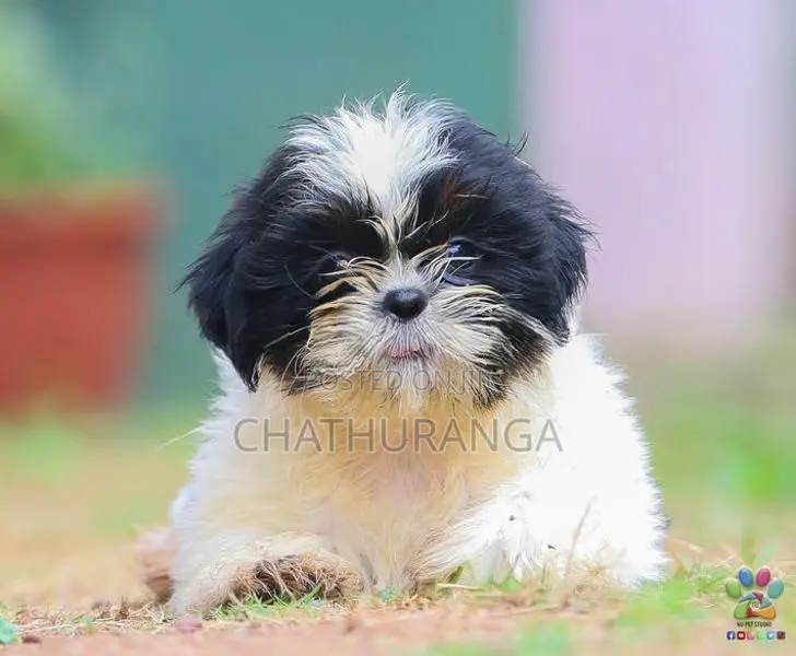 Shih Tzu Female Puppy