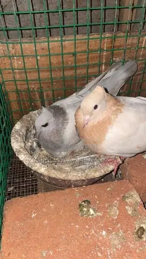 Pigeon