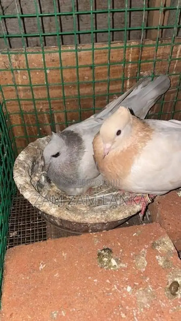 Pigeon