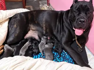 Cane Corso Puppies