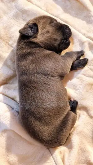 Cane Corso Puppies