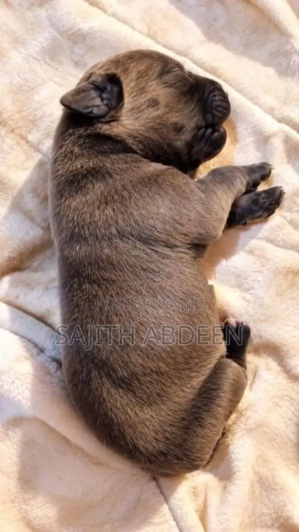 Cane Corso Puppies