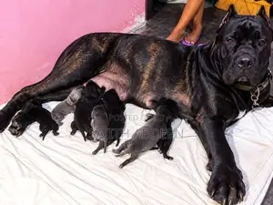 Cane Corso Puppies