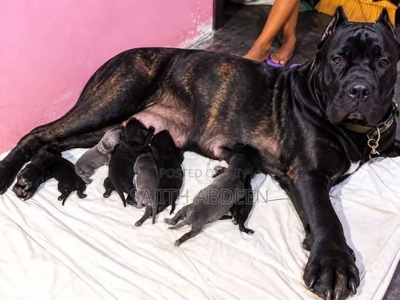 Cane Corso Puppies