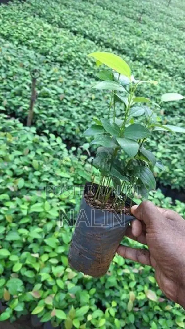 කුරුදු පැල