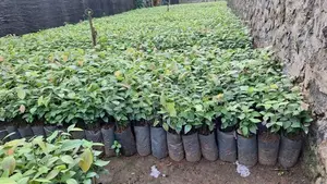 කුරුදු පැල