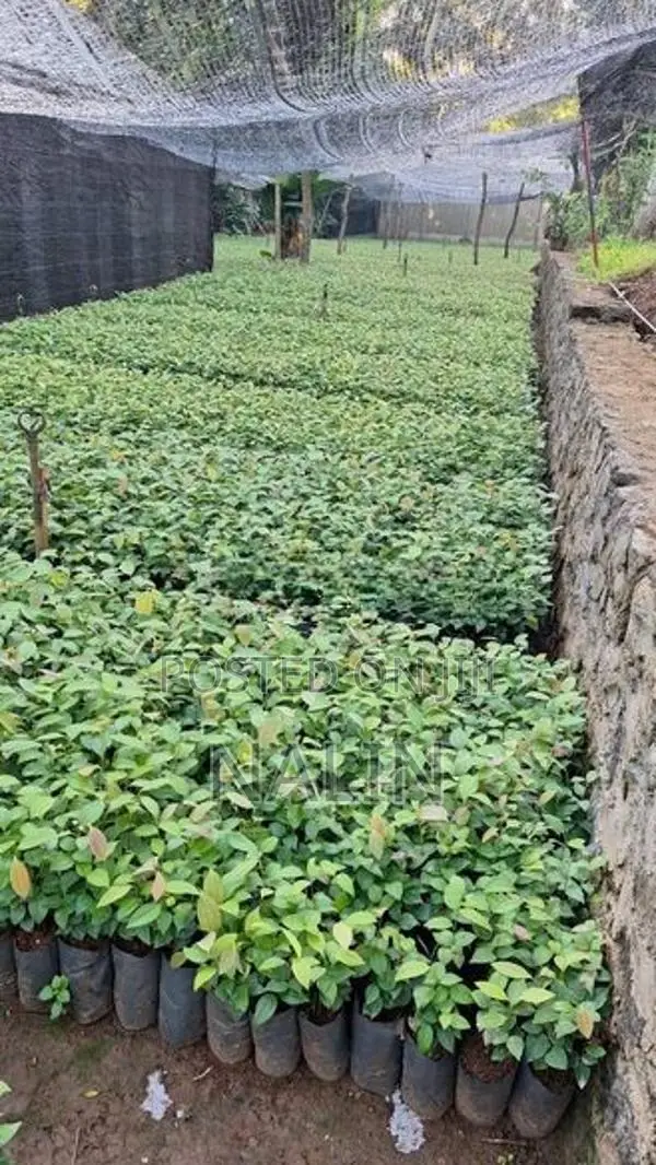 කුරුදු පැල