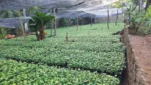 කුරුදු පැල