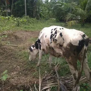 Jersey Cow