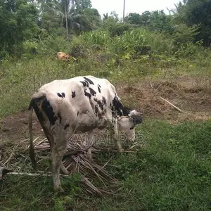 Jersey Cow