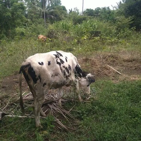 Jersey Cow