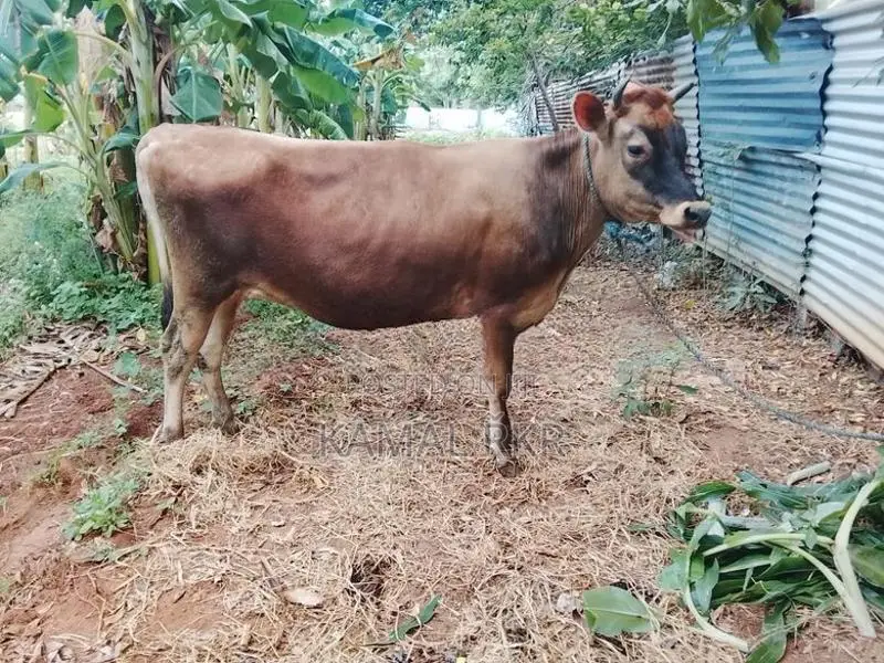 Jersey Cow