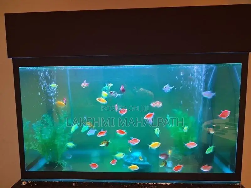 Ornamental Fish Tank
