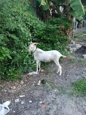 Saanen Goat Breed