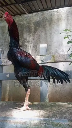 German Shamo Rooster