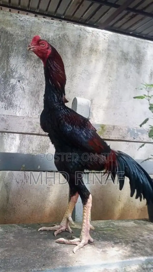 German Shamo Rooster