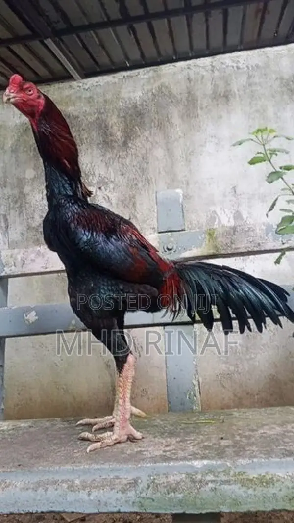 German Shamo Rooster