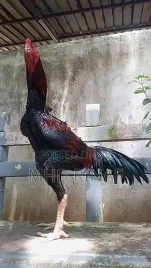 German Shamo Rooster