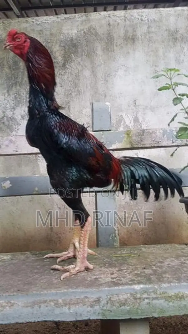 German Shamo Rooster