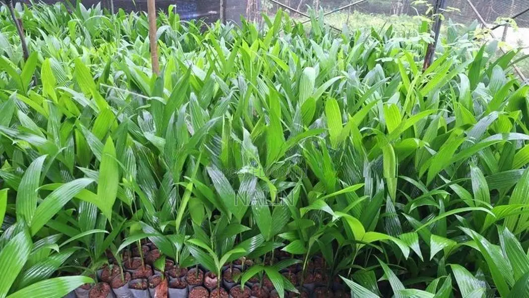 පුවක් පැල